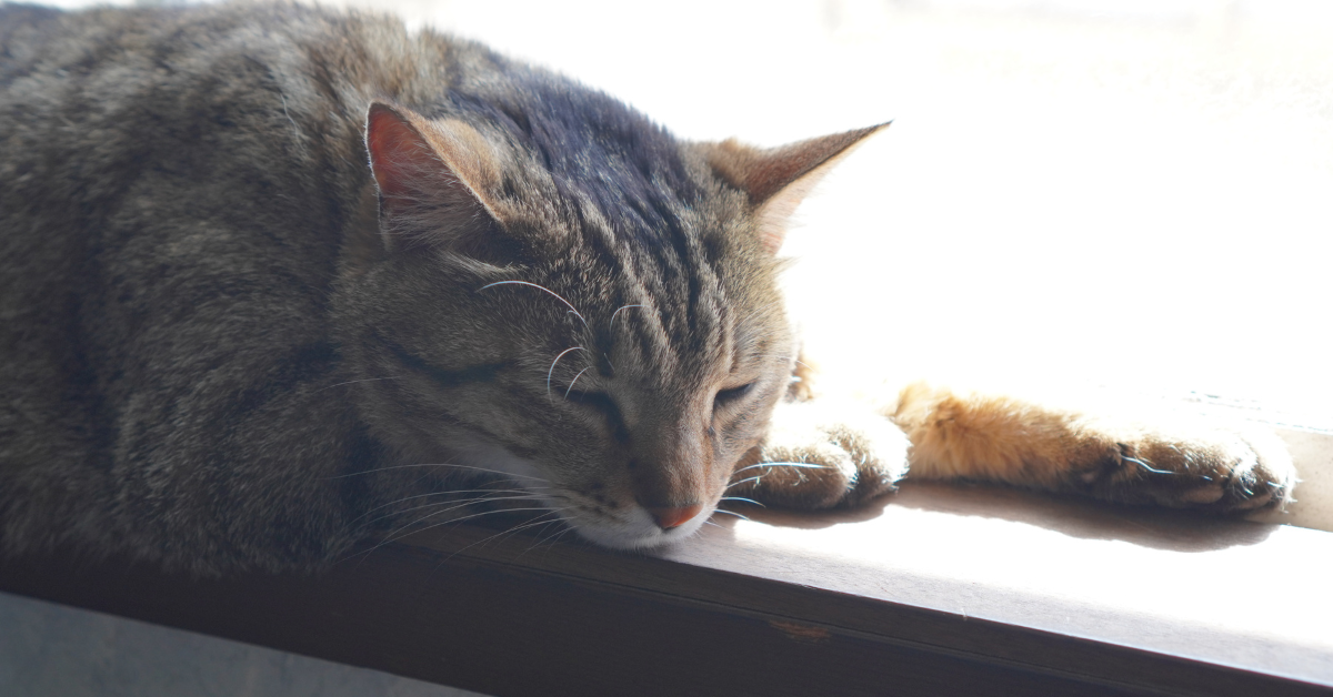 why is my cat less active in winter