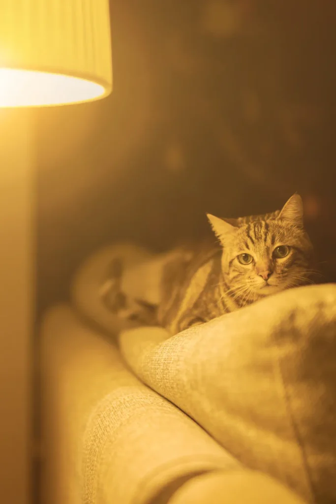 why is my cat meowing at night