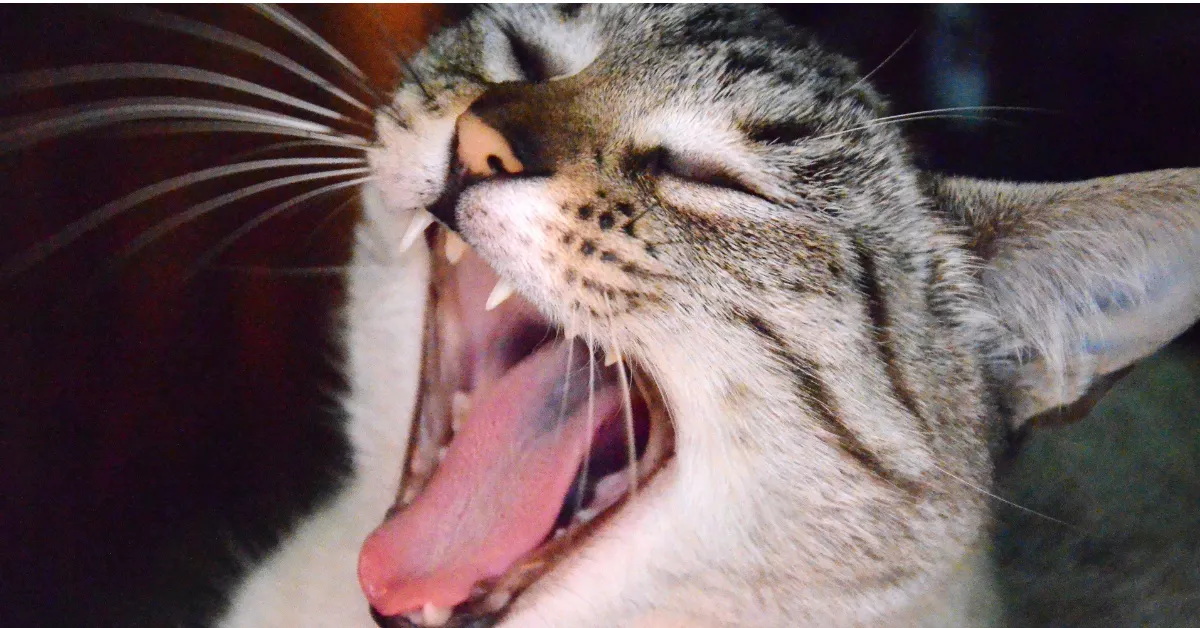 why is my cat meowing at night