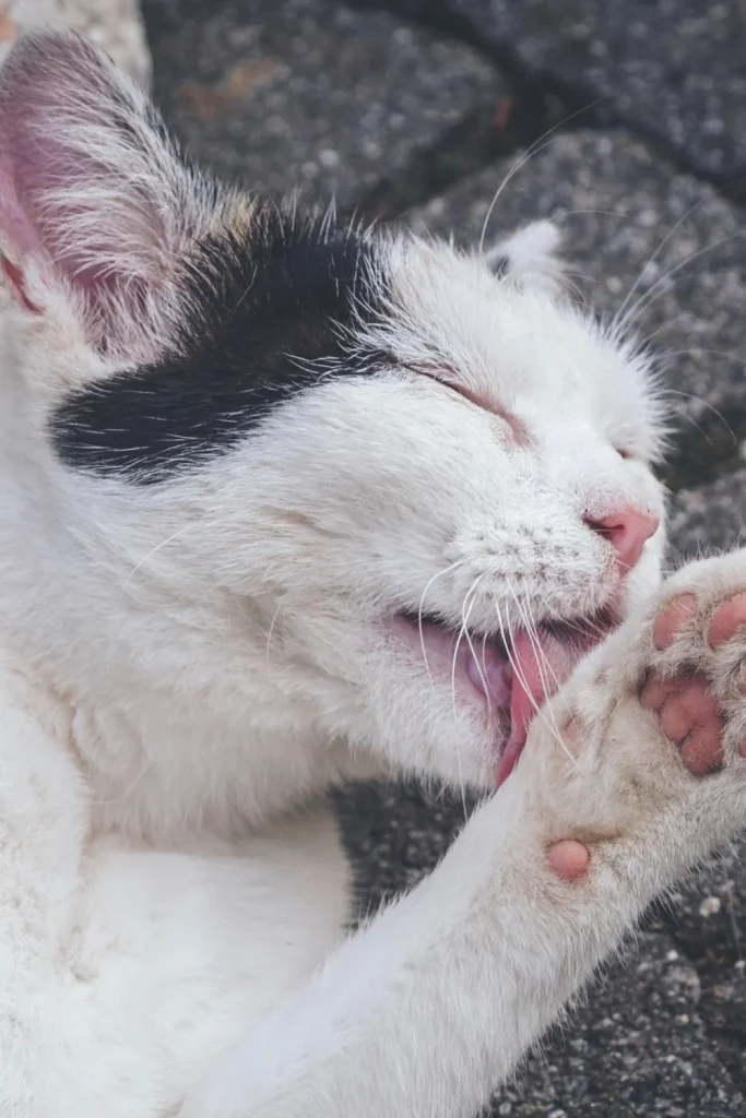winter cat care