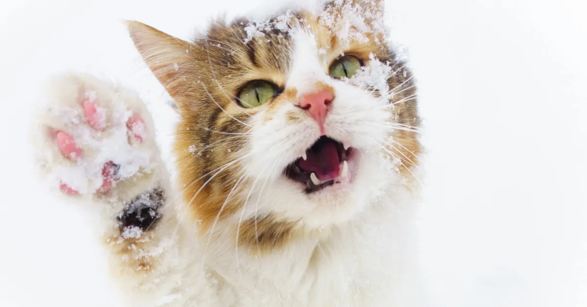 winter cat care