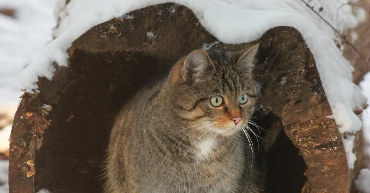 winter shelter for outdoor cats